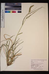 Setaria pumila image